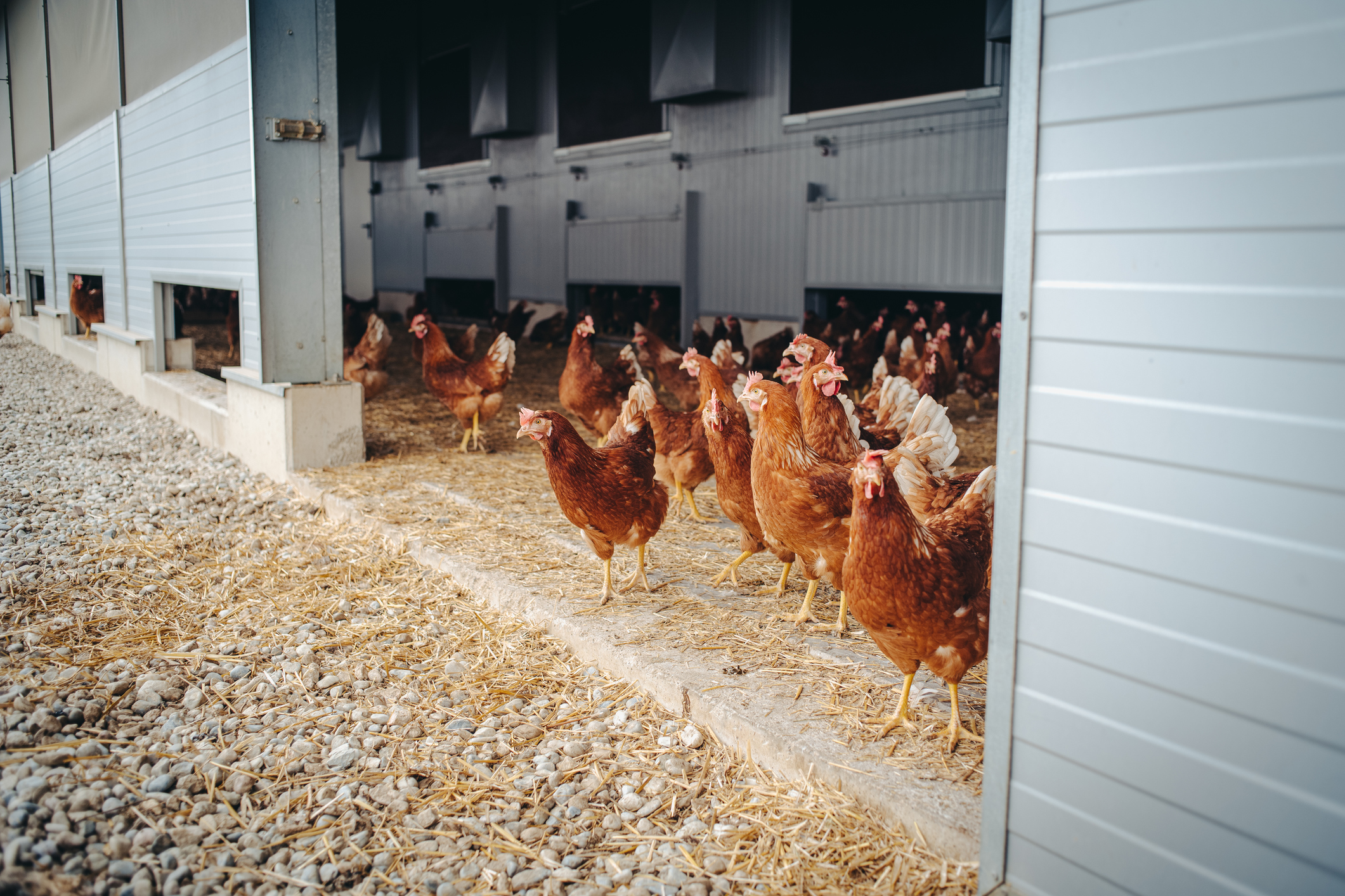 Chickens in an open-space coop. W're the major provider of pullet finance in the country.